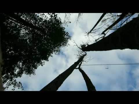 Herabfallendes Totholz beim Esche fällen