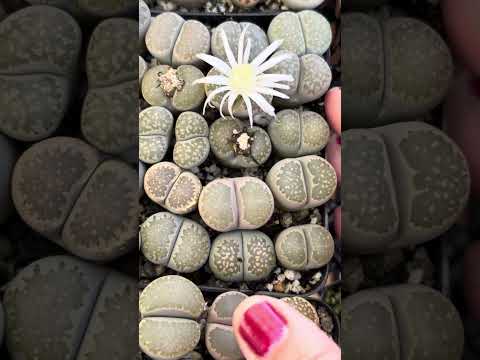 , title : 'Do you know how to care for Lithops "Living Stones"? Here are some great care tips!'
