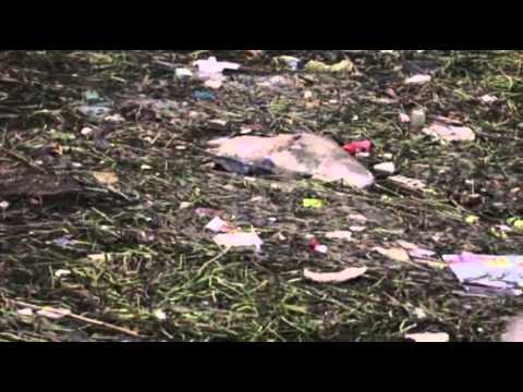 China Pulls Nearly 6,000 Dead Pigs From River