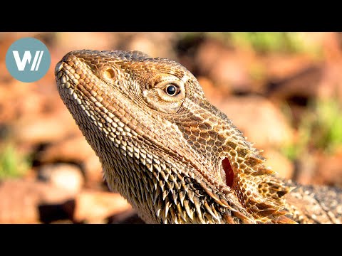 Highway durch Australien - Ins rote Zentrum | Tiere vor der Kamera (2016) | Folge 57/57