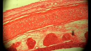Microscopic Preparations Majeranek - tissue 3 (compilation) - mikroskop preparat tkanki