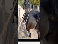 Shitting Horse