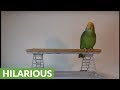 Amazon Parrot Humorously Sings Yo Ho A Pirate S Life For Me