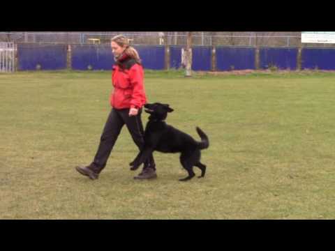 Jessy z Jukasu - obedience training - 20 months