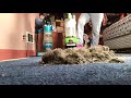Green Helix Mess