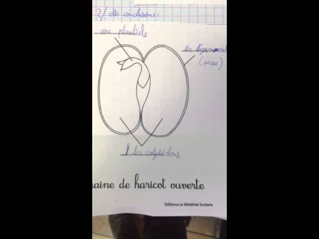 Vídeo relacionado con UNE P'TITE GRAINE: Le cycle des plantes (EVEIL NATURE)