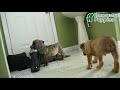 South African Boerboels dogs for sale: Brenda - Video 1