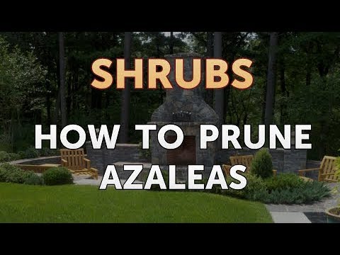 How to Prune a Bottlebrush Shrub