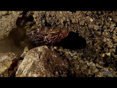 Duikclub Barracuda - Dinneer 50mb