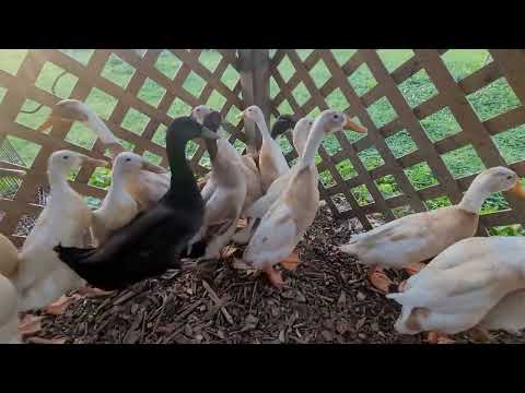 Raising Ducks for EGGS, Basic Facts and Care!!!