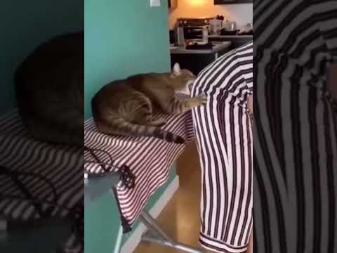 very funny 🐈 😺😺 cat/,,,🤣🤣🤣🤣🤣🤣🤣🤣🤣🤣🤣