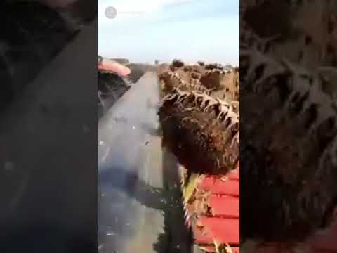 Sunflower Harvest with High-Tech Machinery – Fast & Efficient Farming