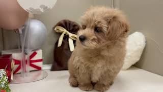 ハーフ犬の動画01