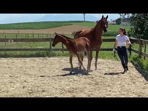 Hengstfohlen von Imperio aus der Sternstunde von Editorial