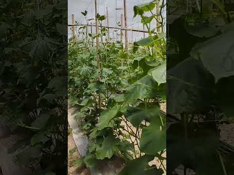 , title : 'pepino japonês enchertado em estufa 🌱🥒#shorts #sitio #agronaopara #vidanocampo#agricultura'