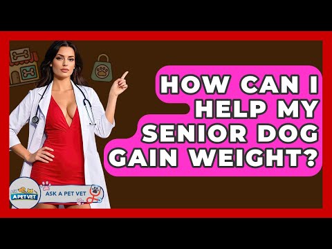 How Can I Help My Senior Dog Gain Weight? - Ask A Pet Vet