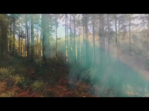 SHAPELESS IN VEINS “HOPE YOU’RE HAPPY” OFFICIAL TEASER