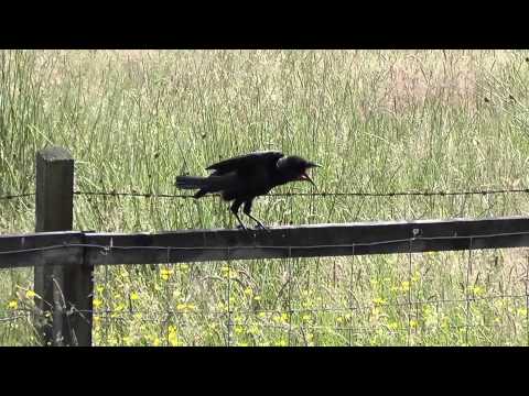 Young crow on fence