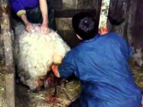 Vet Callout - Live Lamb Birth