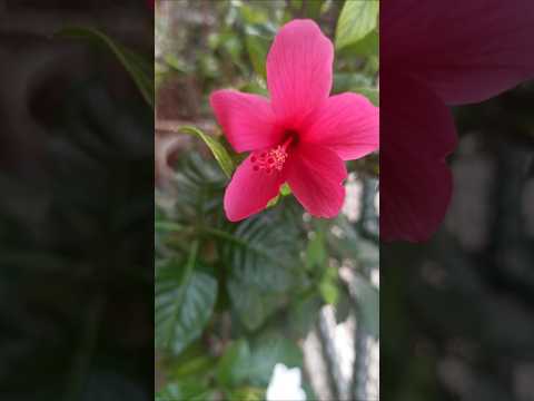 #bhuvana#creations 😍#musiclovers#subscribe#share #like #trending #viralshorts #relaxing #peaceful