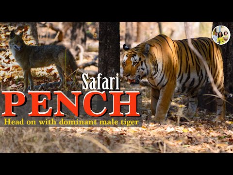 Huge male Tiger Head-on sighting ! Super close tiger encounter at Turia Gate Pench wildlife Safari