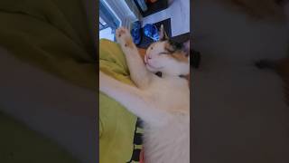 Download lagu 赤ちゃんみたい #fallintoshorts #shorts mp3 Download lagu 赤ちゃんみたい #fallintoshorts #shorts mp3