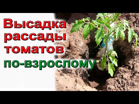 Высадка рассады томатов в грунт Подробная инструкция для начинающих
