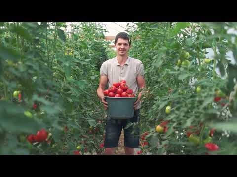 Growing Roma Tomatoes: Perfect for Home Gardens!