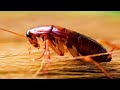 Cockroach - Telapoka (তেলাপোকা) Cockroach are living wall
