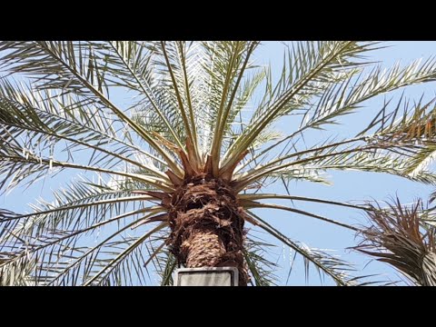 Engkau Ibarat Kurma/Madinah Kebun Kurma - Ustadz Dr. Syafiq Riza Basalamah, M.A.