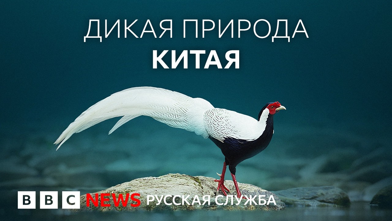 Гуандун: дикая природа, которая не встречается больше нигде на Земле | Докуме