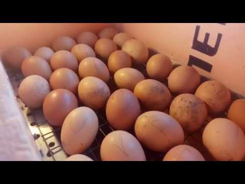 , title : 'Инкубация при всего 2-х  ручных переворотах яиц в день'