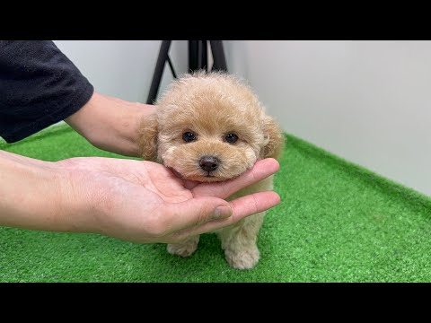 YouTube動画のサムネイル