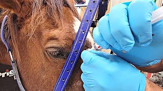 Thumbnail for How to flush maxillary sinuses in horses video