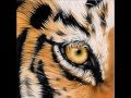 Eye of the Tiger - Survivor 