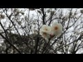 六義園 梅の花咲いてます。 feb 5th 2017 rikugien tokyo ume plum blossoms are blooming movie by my iphone