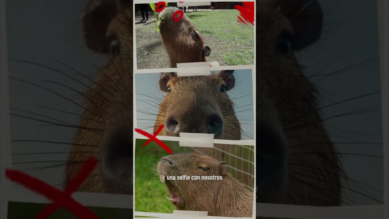 #AltoalTráficodeVidaSilvestre | ¿Contribuyes a la explotación animal desde tus redes sociales?