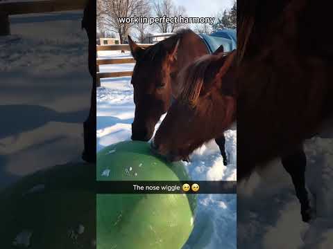 How many brain cells do two horses share? #horse #pet #funnyvideos #foryou #fyp