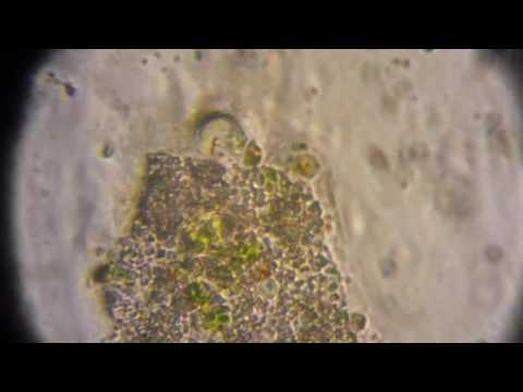 Pond scum with Hydrilla algae