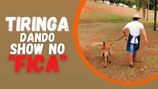 COMANDO (FICA) 50 METROS ... SER QUE ELA DEU CONTA ...