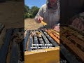 This hive was in BIG trouble!  #Beekeeping #Honeybees #WaxScraping #SatisfyingShorts #ShortsForYou