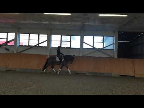 4 jähriger Wallach v. Future Dream  XXL PONY