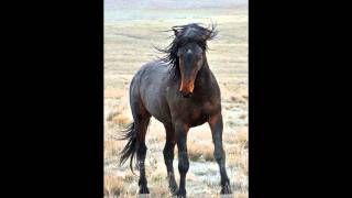 Gino Vanelli   Wild horses
