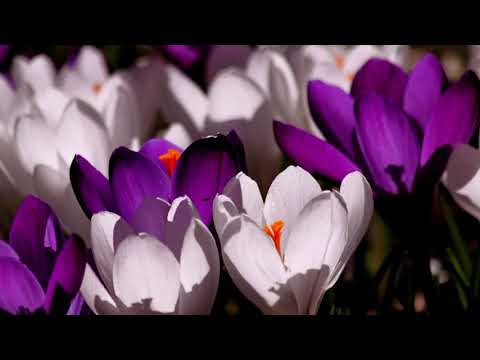 Calin Vint - Cu toti lui Isus sa-i cantam!