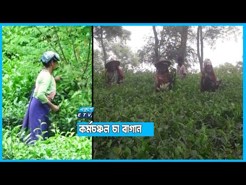 কাজে ফিরেছেন চা শ্রমিকরা