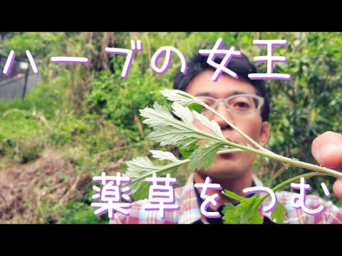 園芸 よもぎ、レモンよもぎ