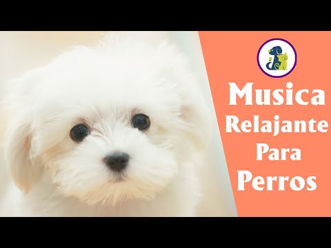 10 HORAS DE MÚSICA PARA TU PERRO SIN ANUNCIOS 🐶🏠❤Música para DEJAR PERROS SOLOS EN CASA