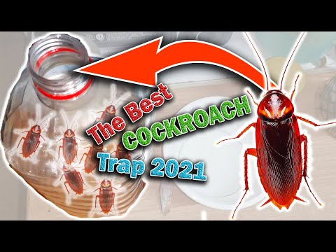 The Best Cockroach Traps 2021