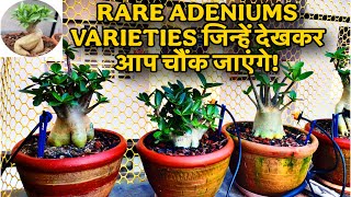 🌸 Rare Adenium Varieties You’ve Never Seen! | Desert Rose Plants 🌵