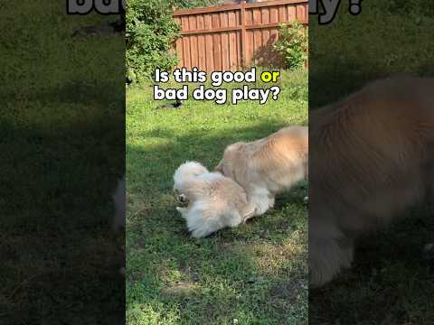 Can you tell if this is good or bad dog play? #dog #dogtraining ##dogplay